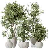 Indoor plants set 166 Beech Olea Europaea Olive Eucalyptu and Elegant Monstera Deliciosa and Ficus Cyathistipula