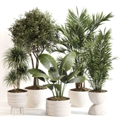 Indoor Plant Set 0148