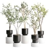 Branch Tree in a plastic pot - indoor plant 579