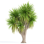 Tree Set 02