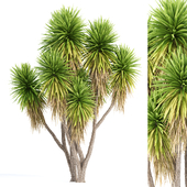 Tree Set 03