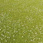 Grass Lawn Summer