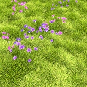 Grass Lawn spring