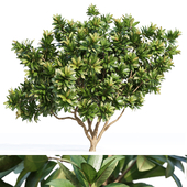 Tree Set 04-Magnolia Grandiflora