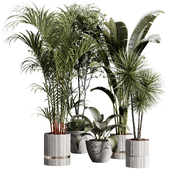 indoor plants 105 - plant collections in pot