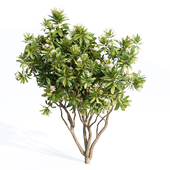 Tree Set 05-Magnolia Grandiflora