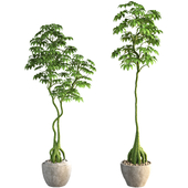 Jungle Schefflera Tree in Pot Set 376