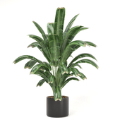 Indoor Plants Set 008