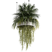 Indoorplants-Hanging plants set78