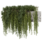 Hanging Plants in Concrete Wall 2654