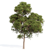 Tree Set 07 Spruce Pine