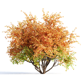 Outoor Plants Set 011-Parrotia Persica