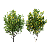 Argyrocytisus battandieri 02 (2 Plants)