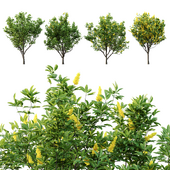 Argyrocytisus battandieri 05 (4Plants)