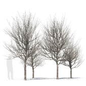 Ash trees young naked