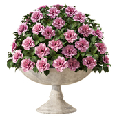 Indoor Beautiful Pink Flower in the Vase 94