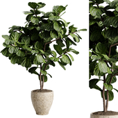 ficus lyrata plant in a stone pot - set indoor plant 601