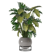 Indoor Plant Collection 97