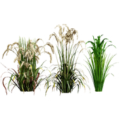 Oryza Sativa 3D Model