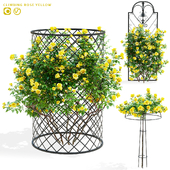 Розы плетистые на декоративной опоре | Climbing rose yellow