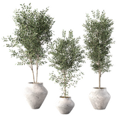 Olive Tree Indoor Plant Set.222