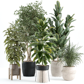 indoor plant 463