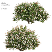 Abelia x Grandiflora_Bush Set 02