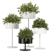 Indoor Plants in Metal Pots 104