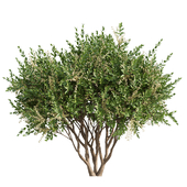 Tree Set 08-Acacia