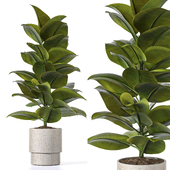 Indoor Plant Set 152