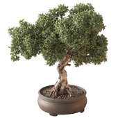 Indoor Plant 863 - Bonsai Boxleaf