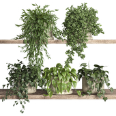 Plants on Shelf 25