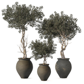 Indoor Plants in Concrete Pot 112