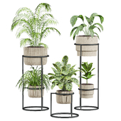 Plants Set 55