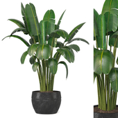 Indoor Plant in Stone Pot 114