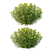 Euphorbia palustris Plant 02