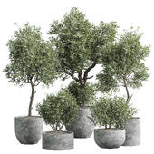 indoor plant 01