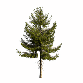 Pine tree 2