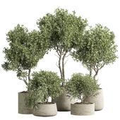 Indoor Plant 02