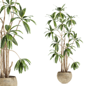 set42 indoor plant