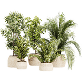 IndoorPlantset25