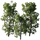 Broadleaf Tree Set 08