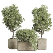 indoor plant 04
