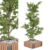 Outdoor tree Collection 1683