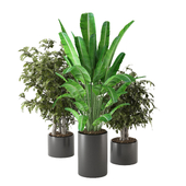 Indoor Plants Set 0032