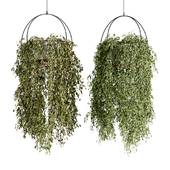 Hanging Plants