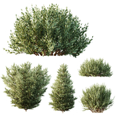 AV 9 different Montra Olive Bush