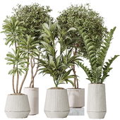 AV Indoor plants set 184 Olive Artificial Olea Tree and Zamiifolia Araceae and Lemon Lime Cane Dragon and Euphorbia Drupifera