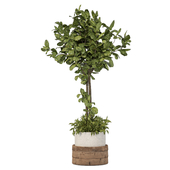 Indoor Tall Plant Set 121