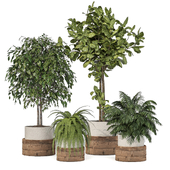 Indoor Plants Collection Set 120